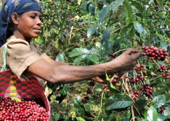 Co-op Bank gets greenlight to handle coffee billions