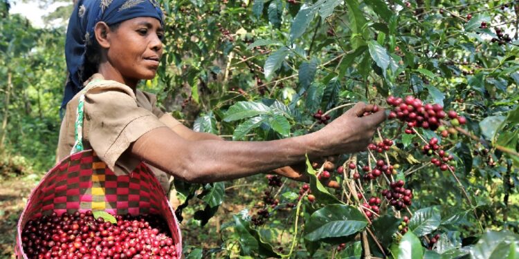 Co-op Bank gets greenlight to handle coffee billions