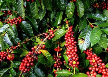 Co-op Bank receives approval to continue processing coffee payments