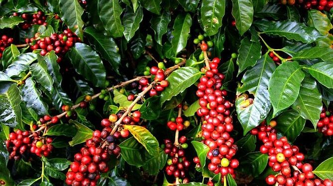 Co-op Bank receives approval to continue processing coffee payments