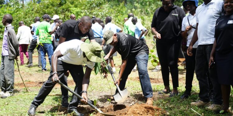 Co-op Bank Commits to Five-Year Kakamega Forest Restoration Initiative